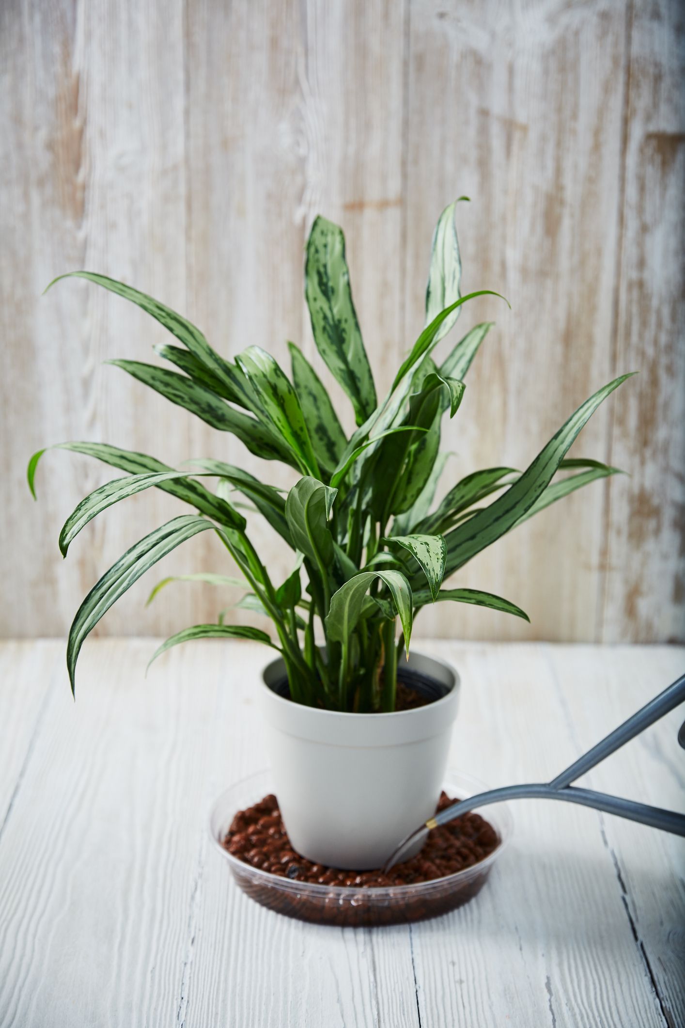 15 Best Bathroom Plants Best Plants For Showers And Bathrooms