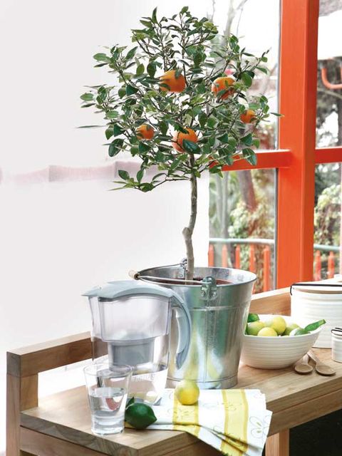 Flowerpot, Plant, Houseplant, Orange, Citrus, Room, Tree, Calamondin, Flower, Shelf, 