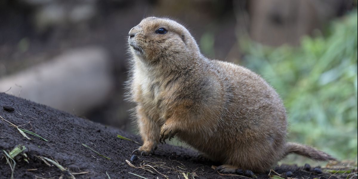 Why Do Prairie Dogs in Colorado Have the Plague?