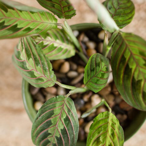 prayer plant houseplant   indoor hanging plant