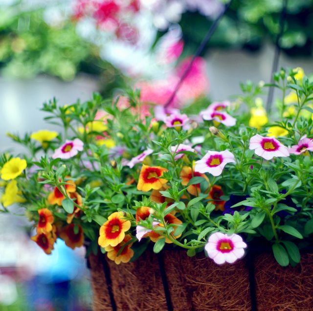 the best pre planted hanging baskets for 2022