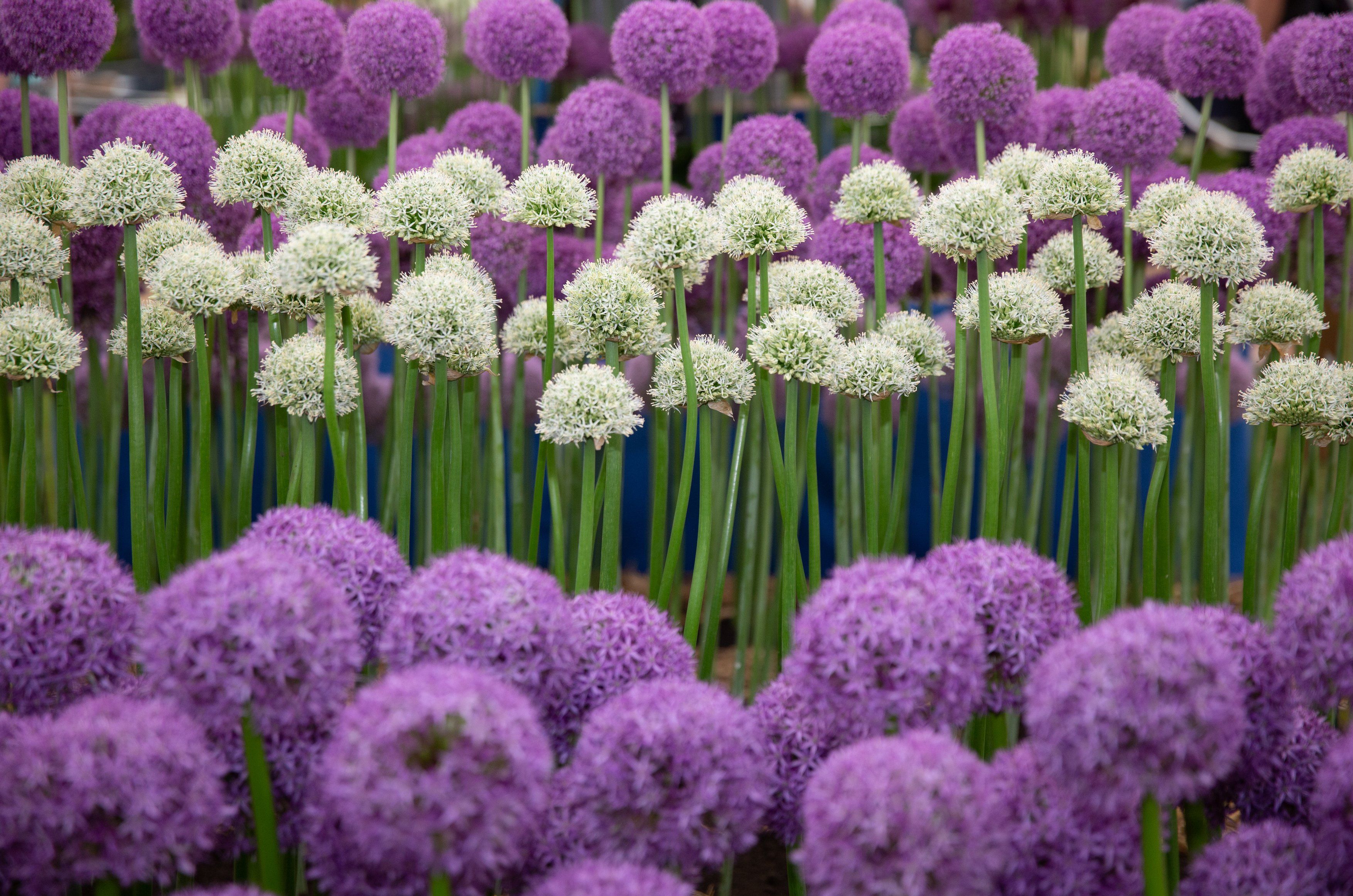 Chelsea Flower Show on Flipboard | Royal Horticultural ...