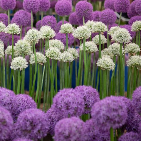Alliums on display at the W.S. Warmenhoven exhibit at the RHS Chelsea Flower Show 2018