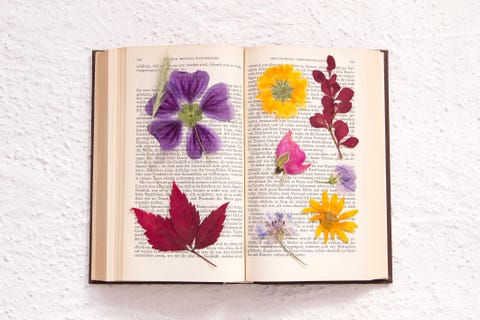 fleurs pressées dans un vieux livre goethe, domaine public