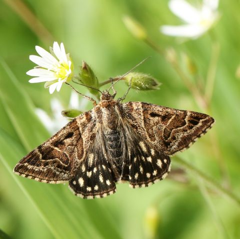 a pretty mother shipton moth euclidia mi perching on a stitchwort wildflower