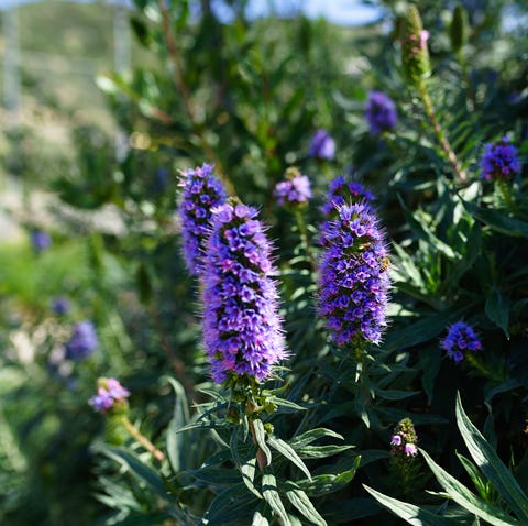 14 Flowers That Attract Hummingbirds Best Blooms For Pollinators