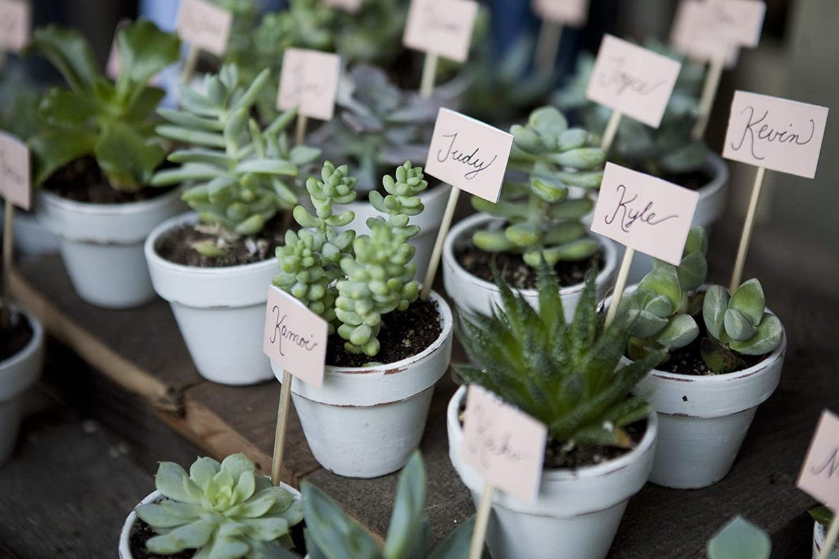 Get These Cheap, Nearly Unkillable, Houseplants on Sale for Prime Day