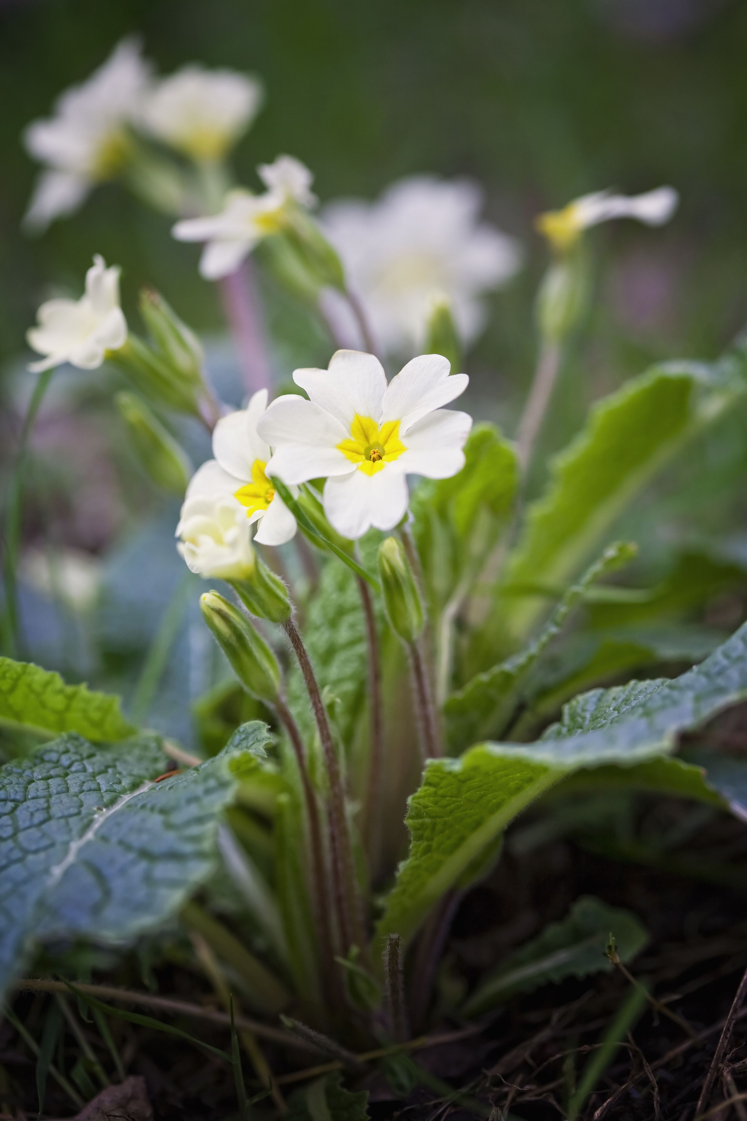 winter flowers