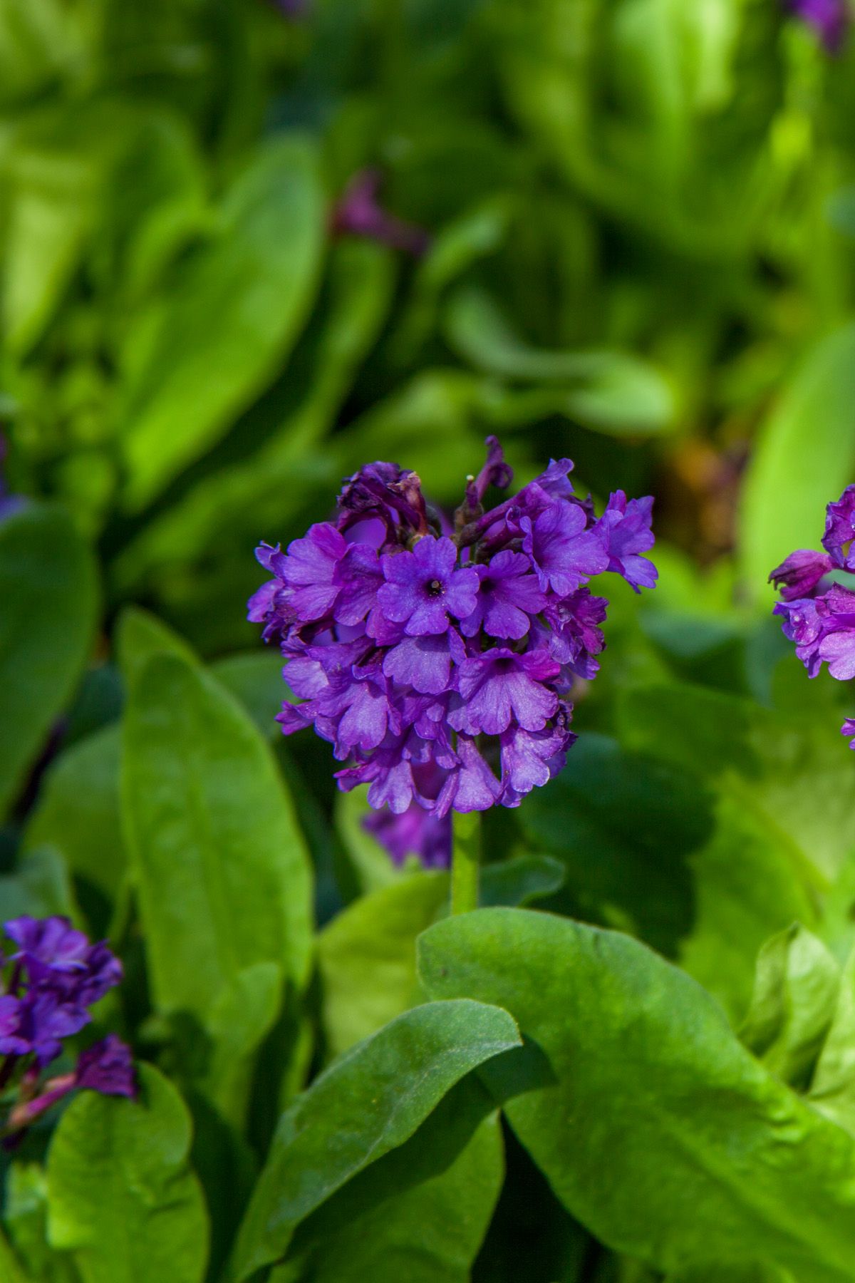 15 Best Shade Loving Plants Flowers That Grow And Thrive In Shade