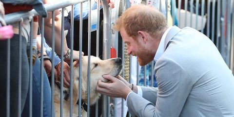 Prince Harry cuddles dog 