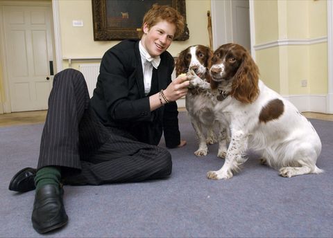 الأمير هاري مع الكلاب