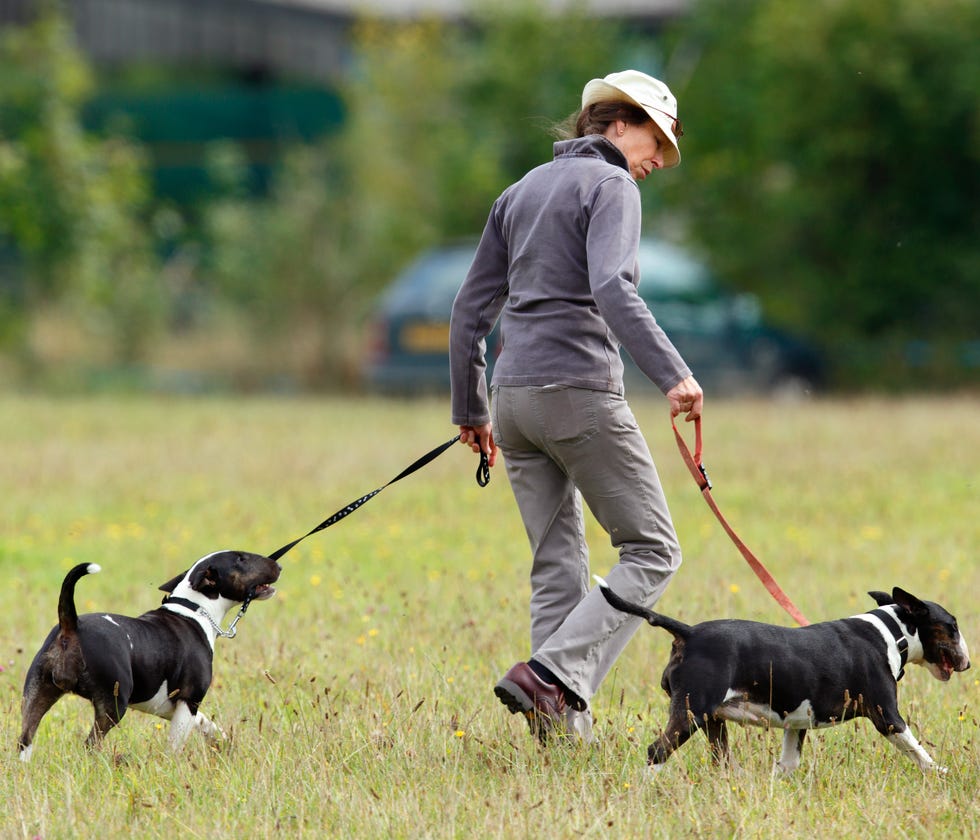 princess-anne-the-princess-royal-walks-her-bull-terrier-news-photo-1610400685.?crop=1xw:1xh;center,top&resize=980:*