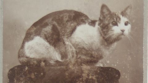 Kattenfoto's van vroeger