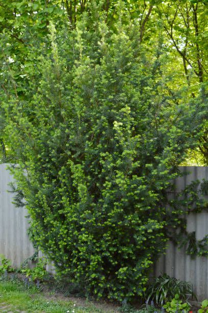 yew tree on privacy fence