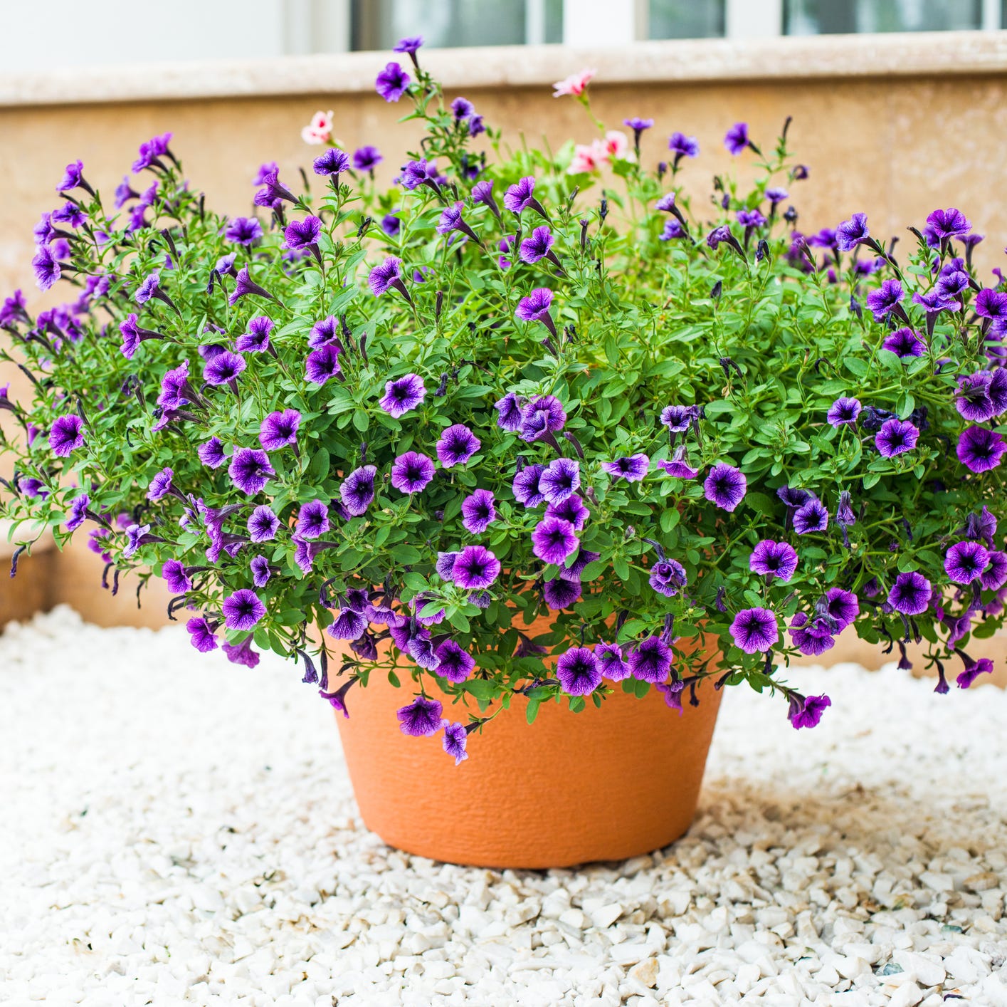 The Best Types of Outdoor Plants for the Patio