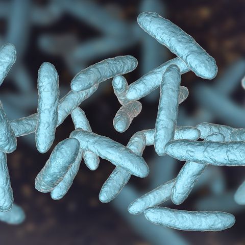 probiotic bacteria, illustration