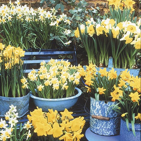Narcisos: cómo cuidarlos y tratar sus flores Narcisos: cómo cuidarlos y tratar sus flores