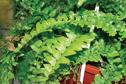 Como Cuidar Los Helechos Una Planta Decorativa Perfecta Como Cuidar Los Helechos Una Planta Decorativa Perfecta