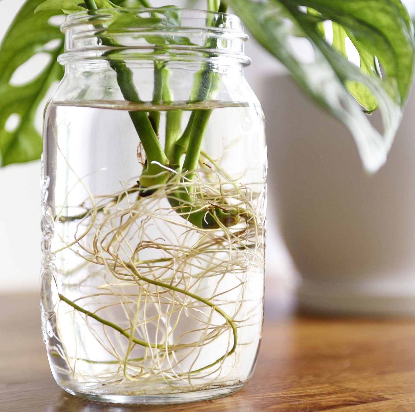 Turns Out, Doing THIS Might Make Your Plants Propagate Faster