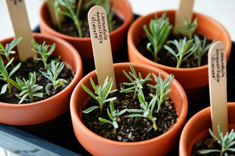 f4t3gp propagation of lavender lavandula angustifolia hidcote tray of prepared cuttings