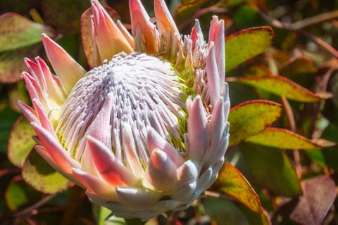 Madeira gardens: Best plants and flowers to see around the island