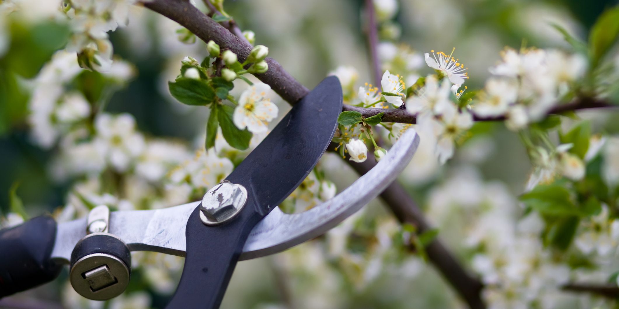 How and When to Prune Plants and Trees