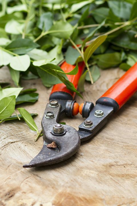 hedge pruning shears on a wooden base