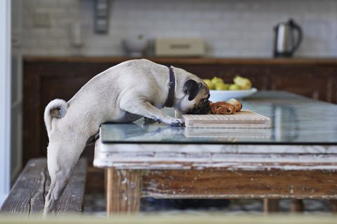 Puck dog stealing pastry from dinner table in kitchen