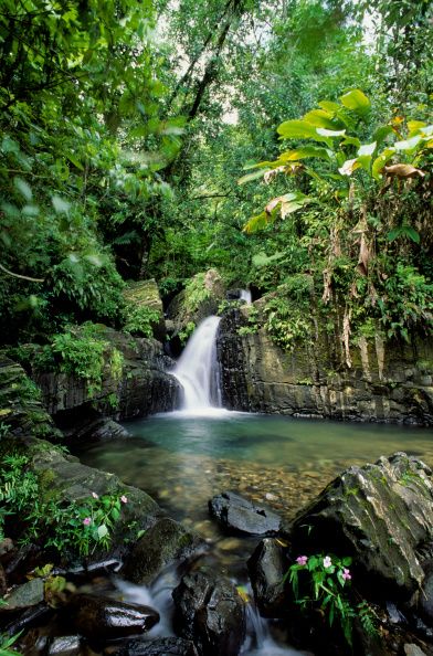 Puerto Rico, El Yunque Rain Forest, Waterfall...