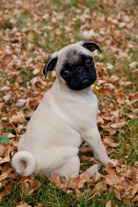 Pug, Mammal, Dog, Vertebrate, Dog breed, Canidae, Puppy, Snout, Companion dog, Carnivore, 