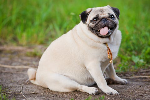 11 Fattest Dog Breeds Dogs That Tend To Be Heavy