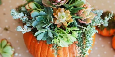 16 Easy Pumpkin Decorating Ideas Painted Pumpkins How To