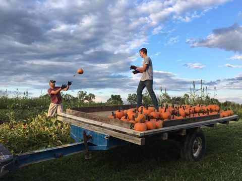 28 Pumpkin Farms Near Me - The Best Pumpkin Patches in America
