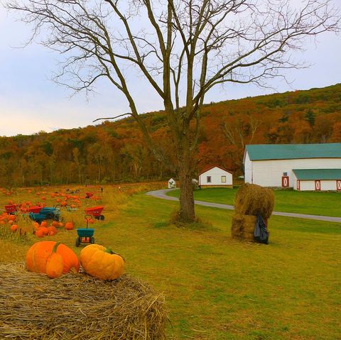 36 Best Pumpkin Farms Near Me 2020 - Pumpkin Picking Near Me