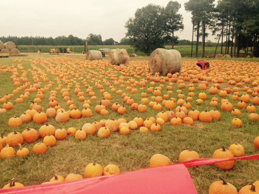 37 Best Pumpkin Farms Near Me 2021 - Pumpkin Picking Near Me