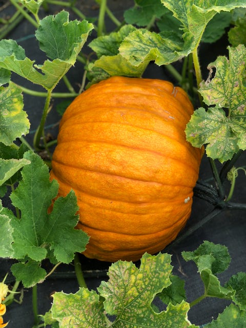 How To Grow A Pumpkin – An Expert's Guide To Growing Pumpkins