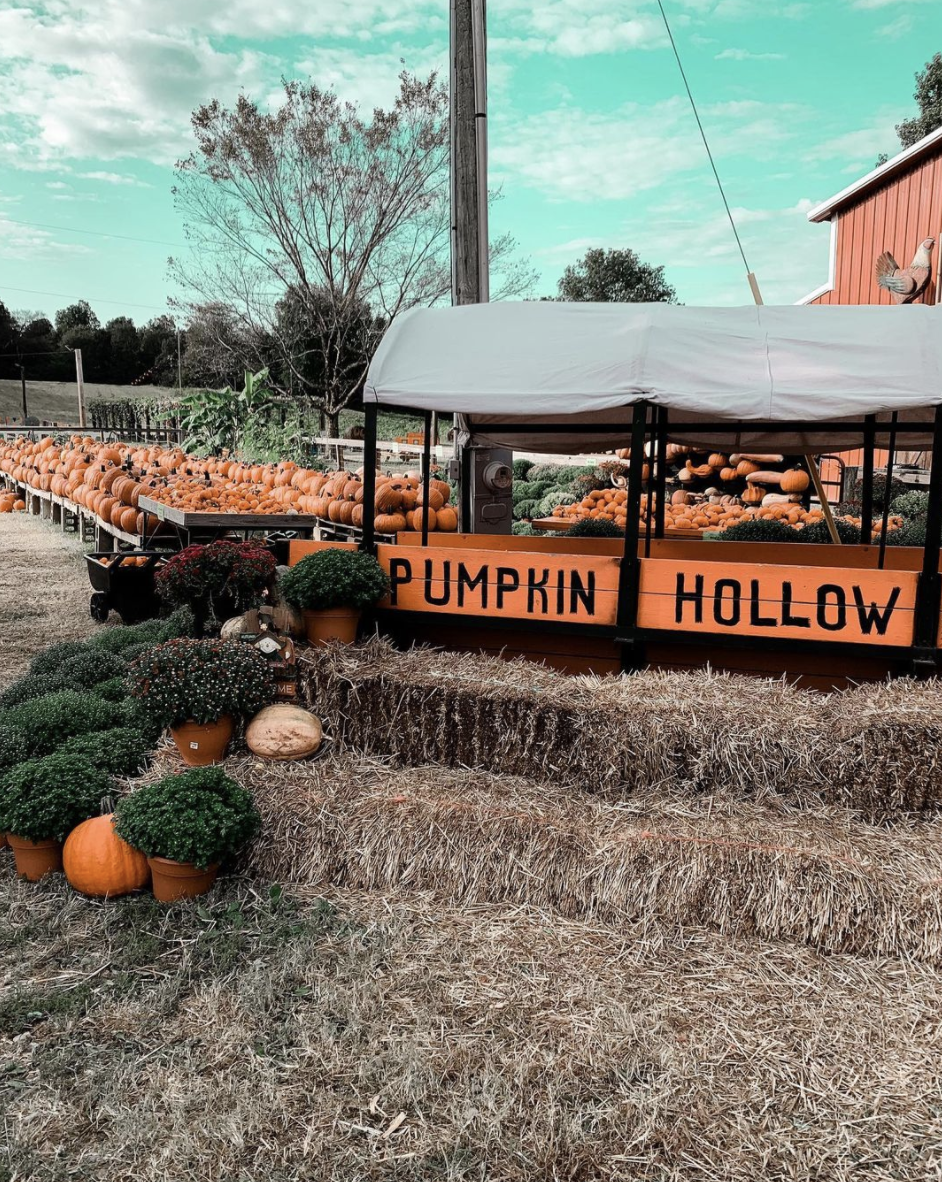 20 Best Pumpkin Patches In The US Top Pumpkin Patch Near Me   Pumpkin Hollow Best Pumpkin Patches 1624894929 