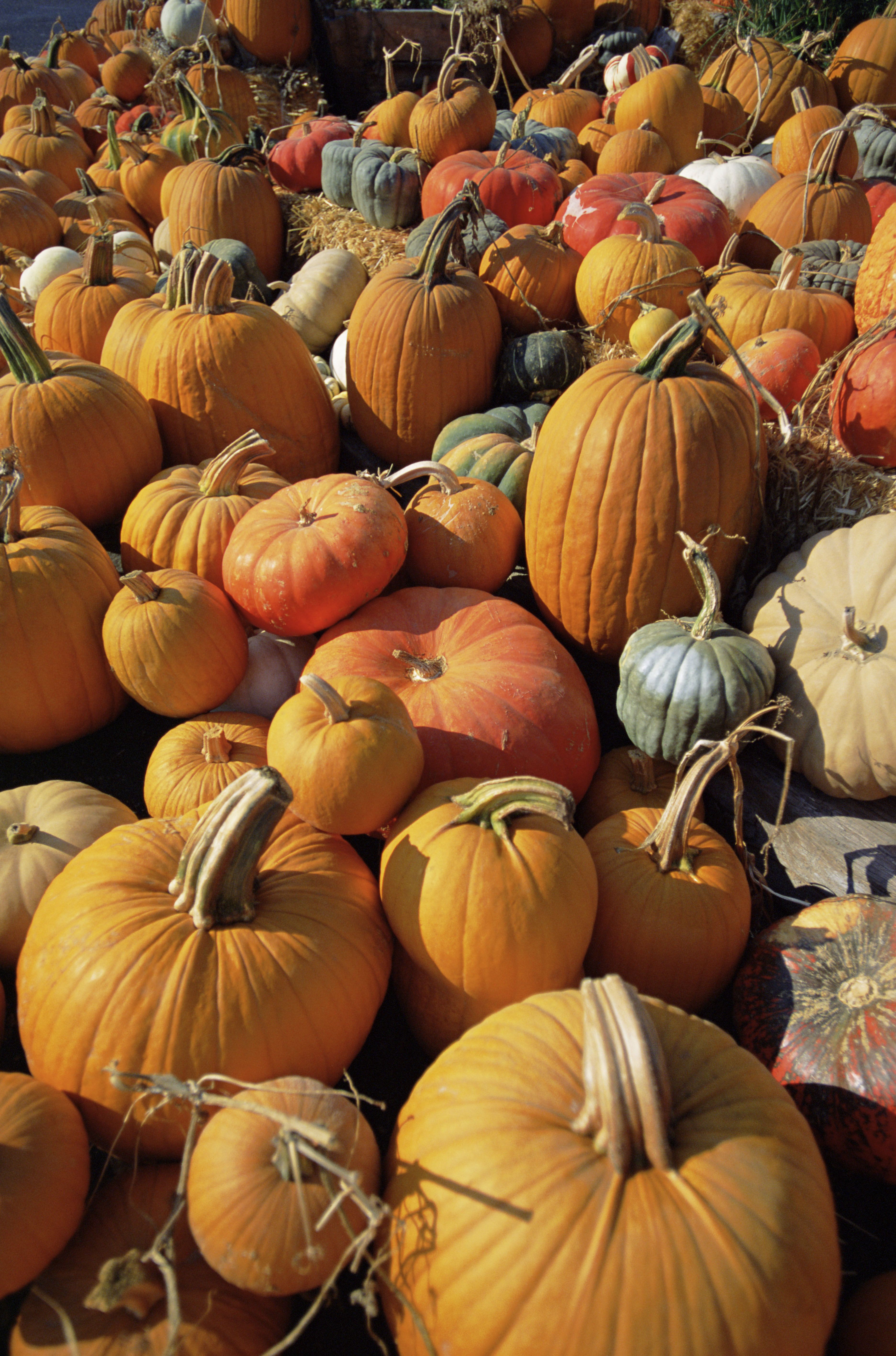 Pumpkin Patch Near Me - 50 Best Pumpkin Farms In America