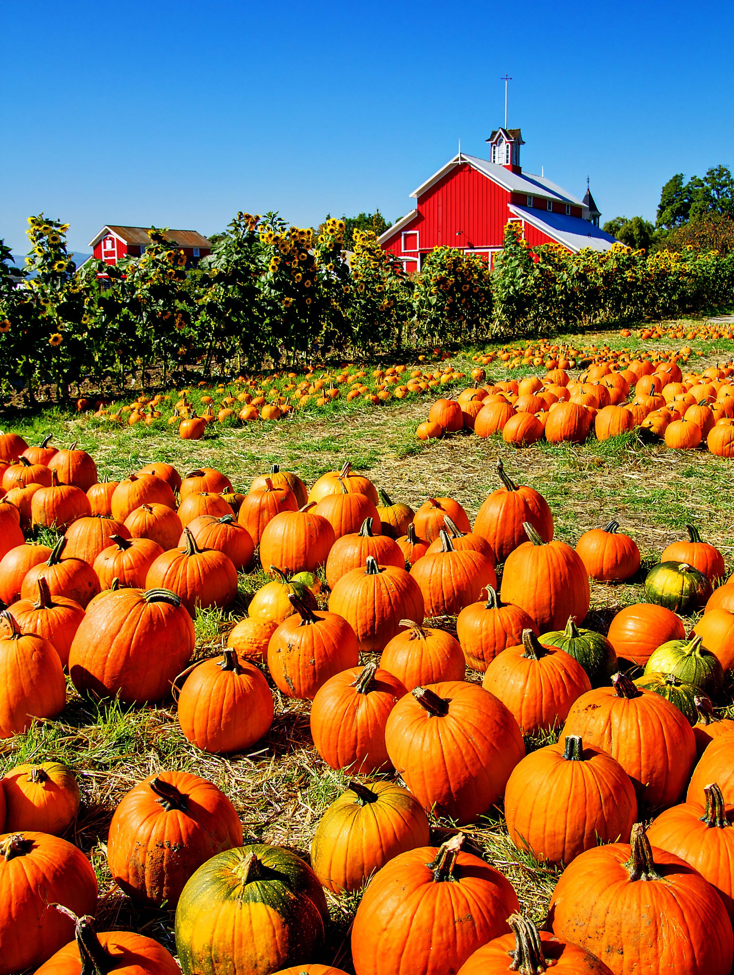 cool pumpkin patch