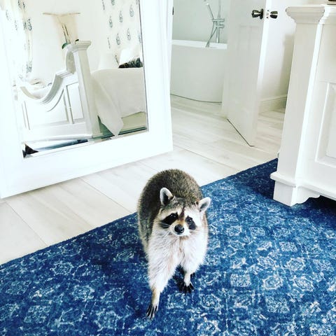 pumpkin the raccoon - animals to follow on instagram