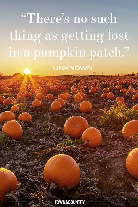 14 Pumpkin Patch Quotes for Fall - Best Pumpkin Quotes to Celebrate Autumn