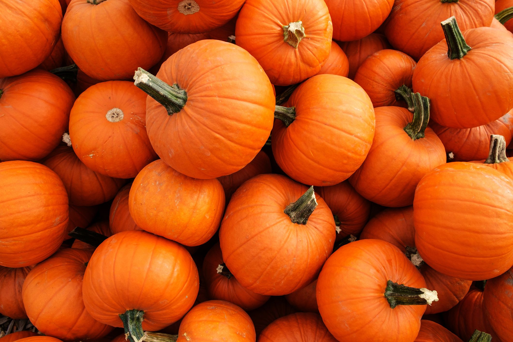 Is Pumpkin a Fruit or Vegetable? Pumpkin is a Fruit. Here's Why.