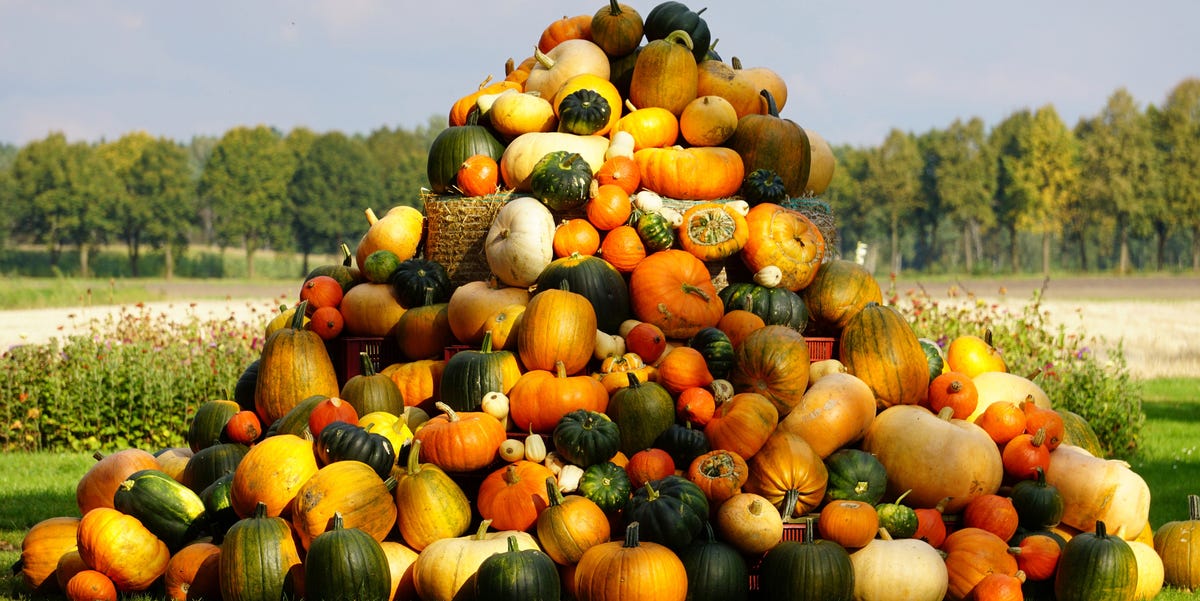 16 Types Of Squash Different Types Of Summer And Winter Squash 16 Types Of Squash Different Types Of Summer And Winter Squash