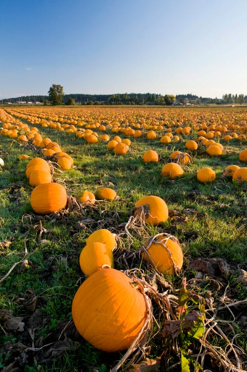 Pumpkin Patch Near Me - 50 Best Pumpkin Farms in America