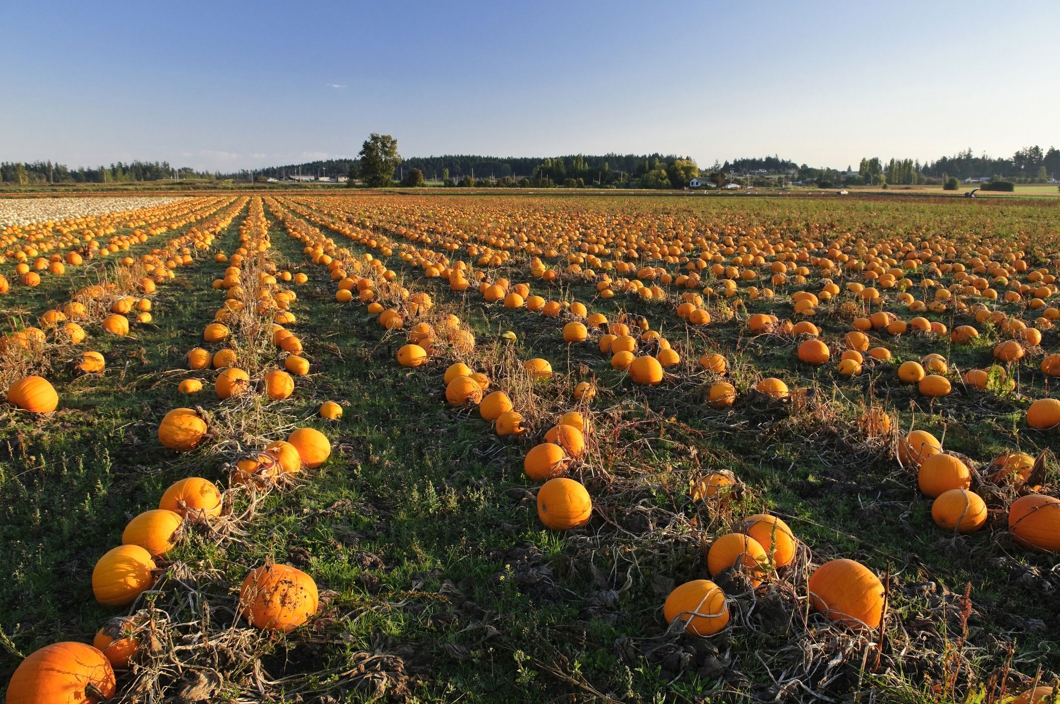 Pumpkin Patch Near Me 50 Best Pumpkin Farms In America   Pumpkins Grow In Farm Fields In Central High Res Stock Photography 177664464 1538058817 