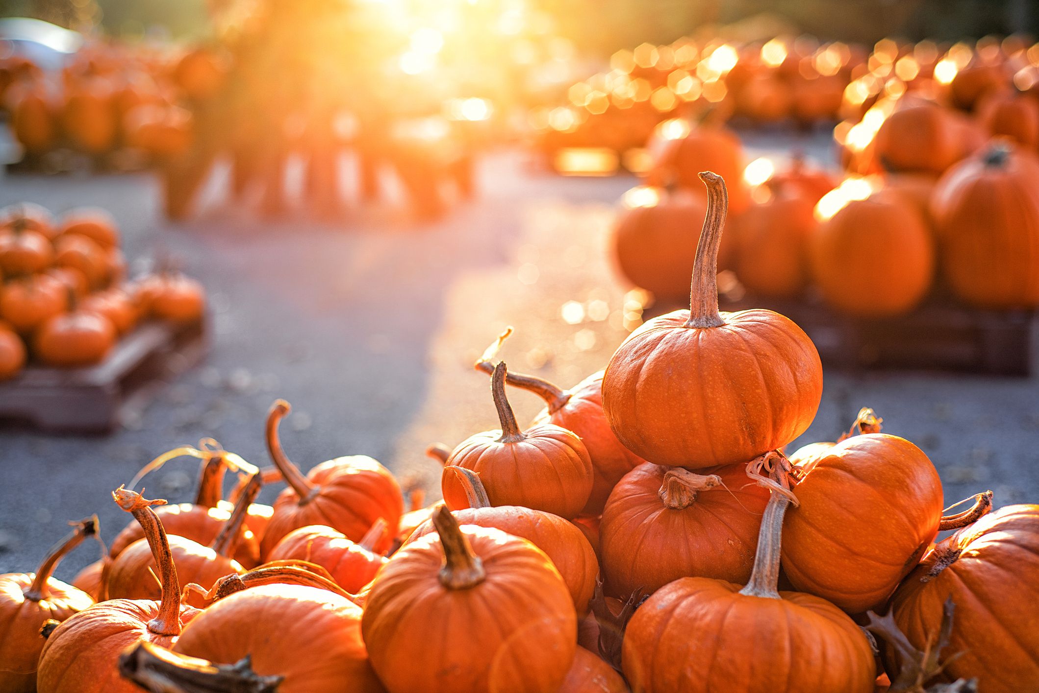 Pumpkin Patch Near Me - 50 Best Pumpkin Farms In America