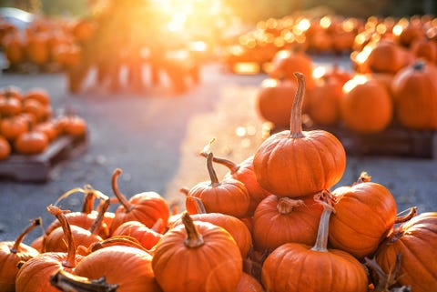 Pumpkins on pumpkin patch