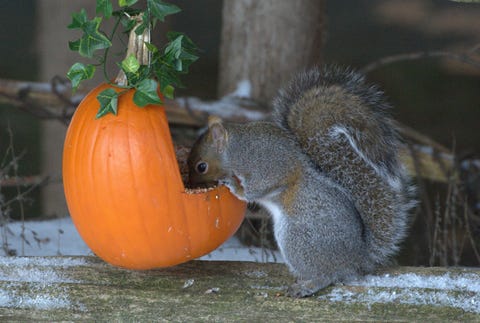 pumpkins