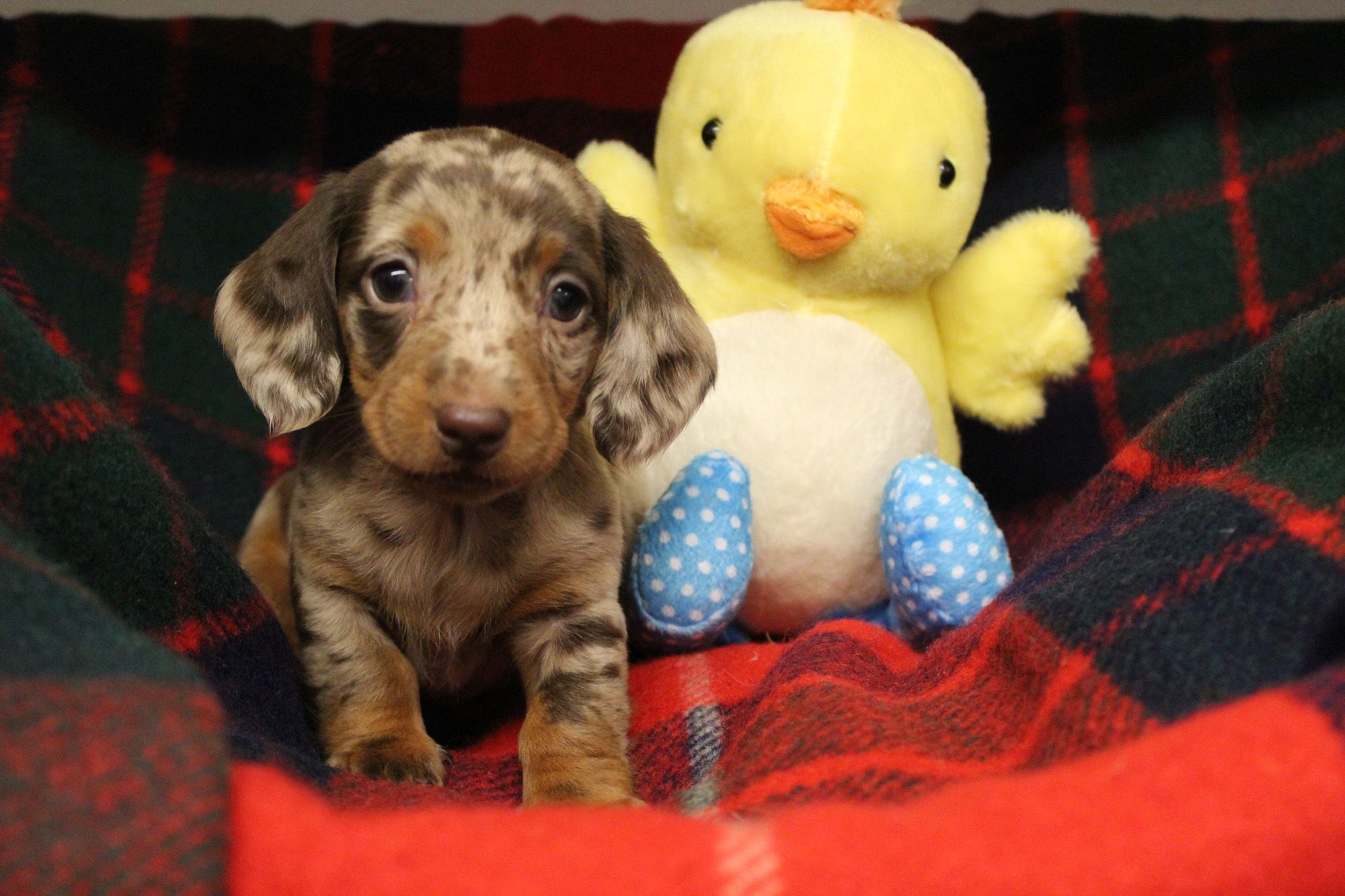 miniature dachshund puppies for adoption