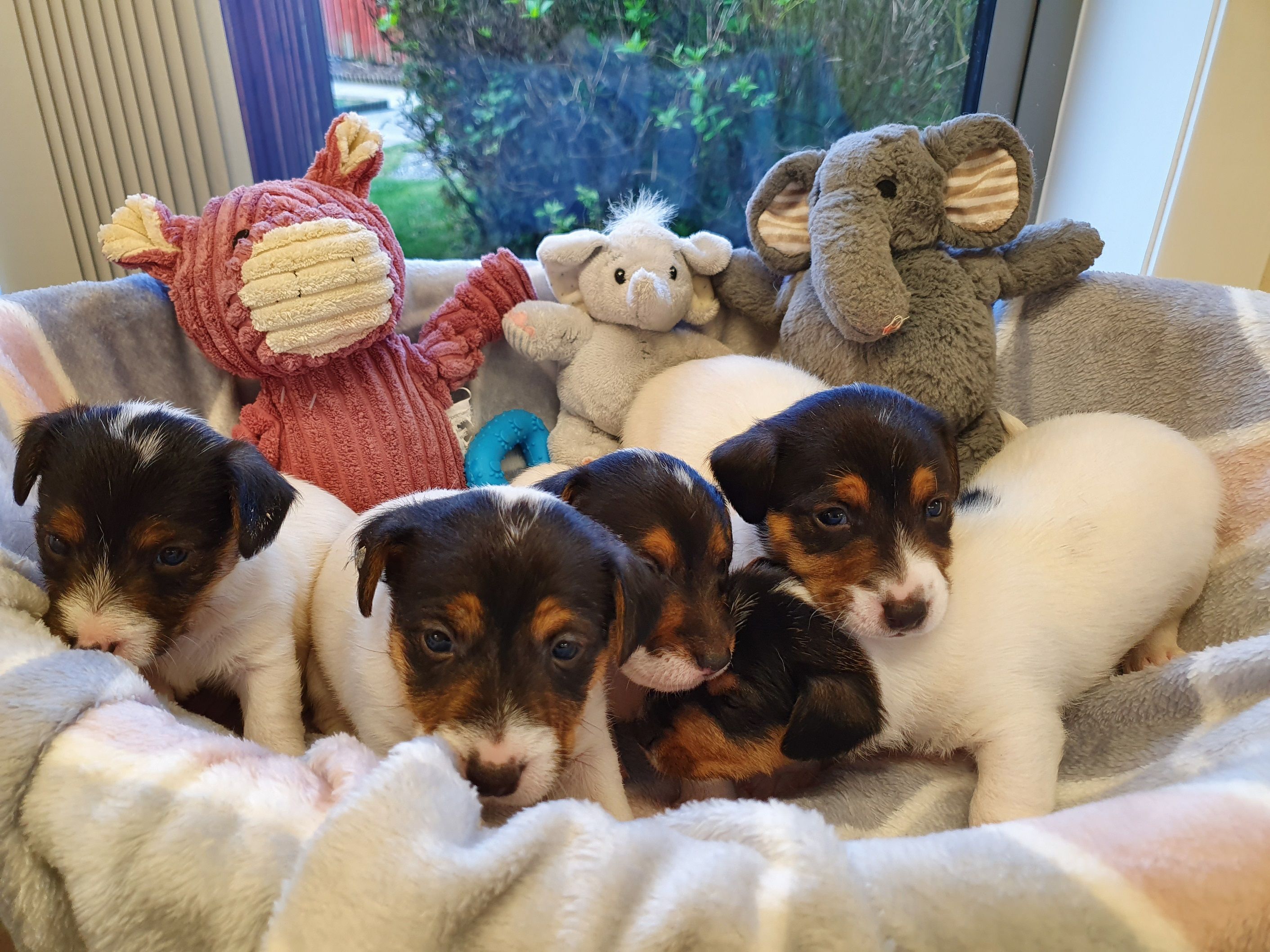 5 Dogs Trust Puppies Need To Be Named